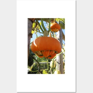 Turban Squash Posters and Art